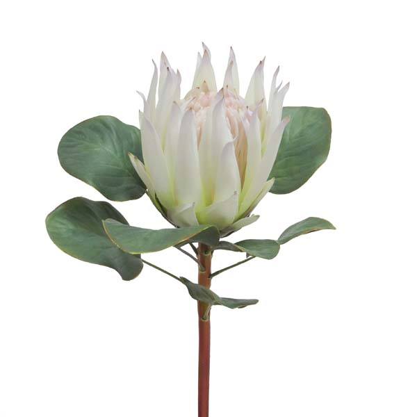 Bahne Interior - Protea, blomst, hvid - h68cm